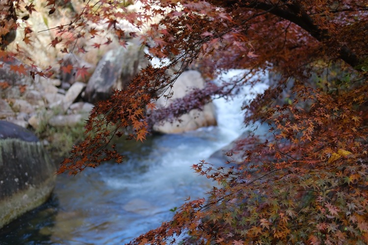 プロビアで紅葉を撮影した写真.jpg