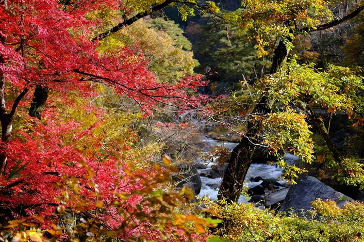 ベルビアで紅葉を撮影した写真.jpg