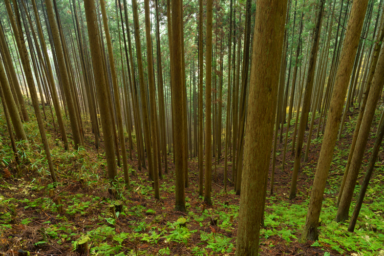 レンズワークを極めて風景写真をグレードアップ20.JPG