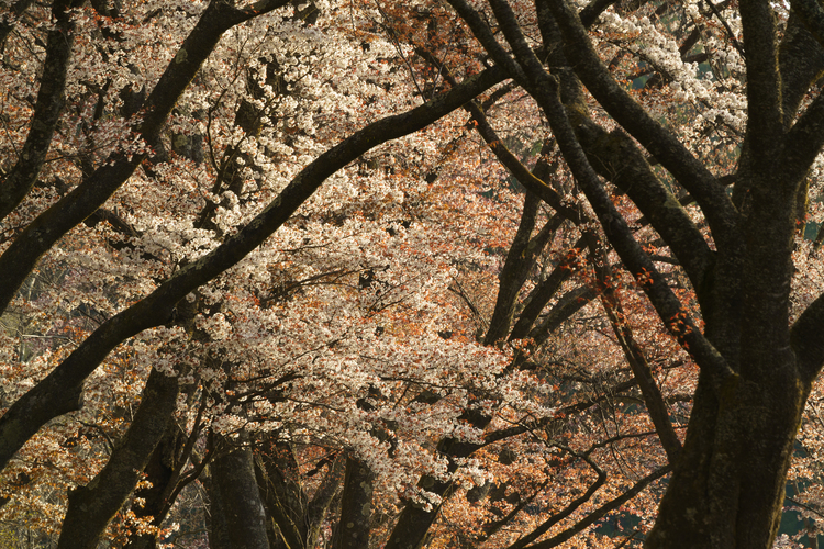 レンズワークを極めて風景写真をグレードアップ！24.JPG