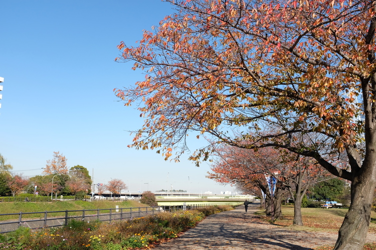 公園を撮影した写真.JPG