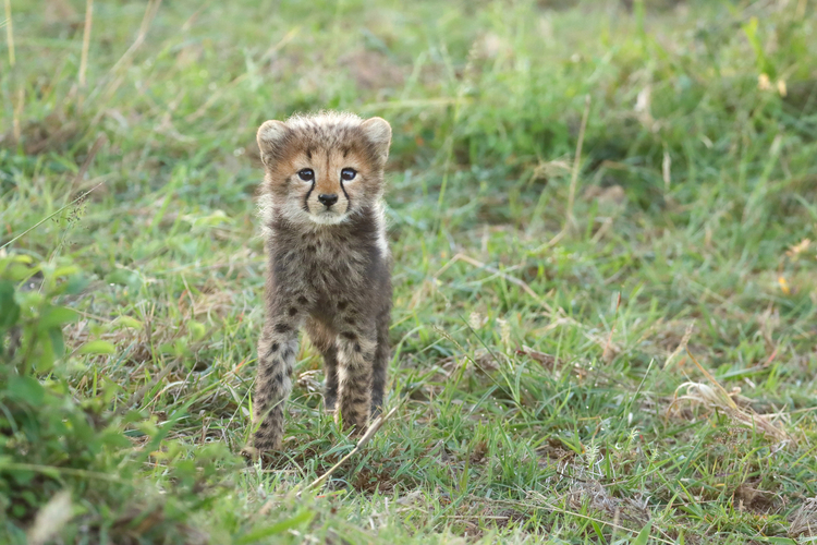 動物の赤ちゃんの画像.JPG