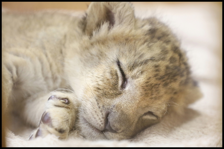 動物園2-02s ライオン.JPG