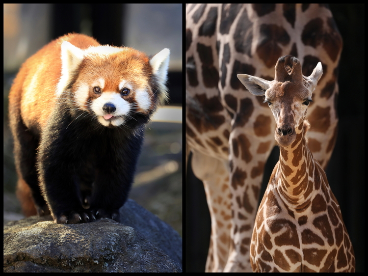 動物園2-03s レッサーパンダ+キリン低い柵で檻がない展示.JPG