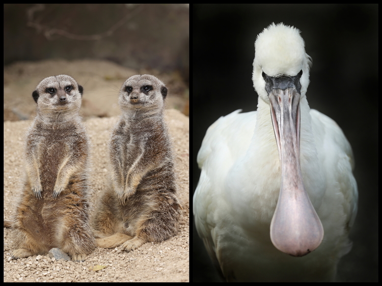 動物園2-04s ミーアキャット+ヘラサギ低い柵で檻がない展示　ウォークインケージの鳥.JPG