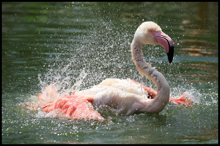 動物園2-06s フラミンゴのしぶき　3200分の1秒.JPG