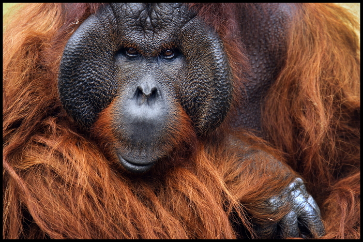 動物園2-09s オランウータン 画面いっぱいで背景なし.JPG