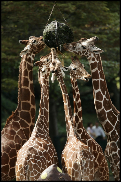 動物園2-17s 餌を貪るキリン.JPG