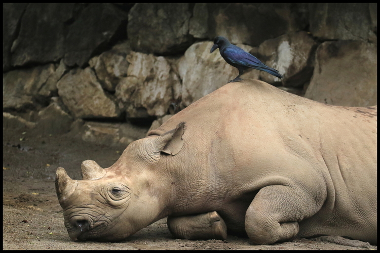 動物園2-19s 昼寝中のサイの上にカラス.JPG