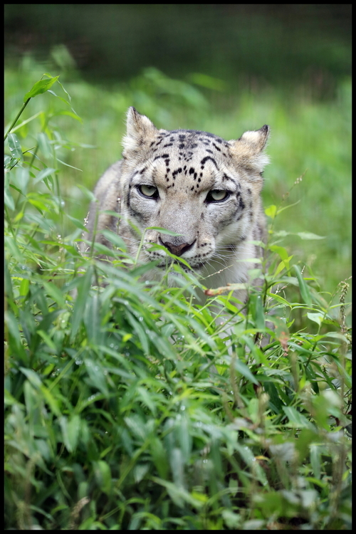 動物園2-20s 草が生い茂ったユキヒョウ.JPG