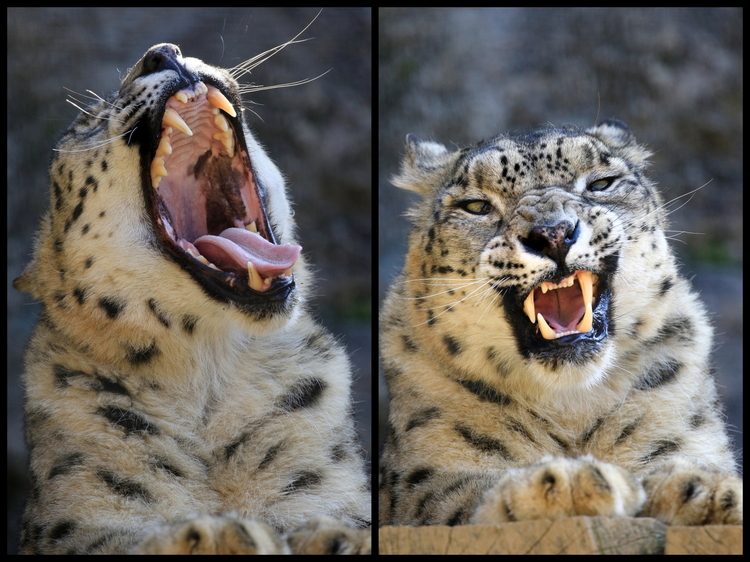 動物園2-21s あくびピーク + あくび終わりの変顔.JPG