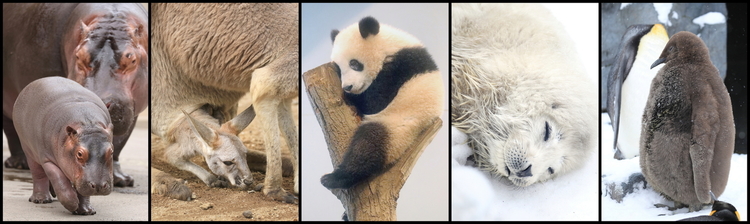 動物園2-22カバ、カンガルー、パンダ、ゴマフアザラシ、オウサマペンギン.JPG