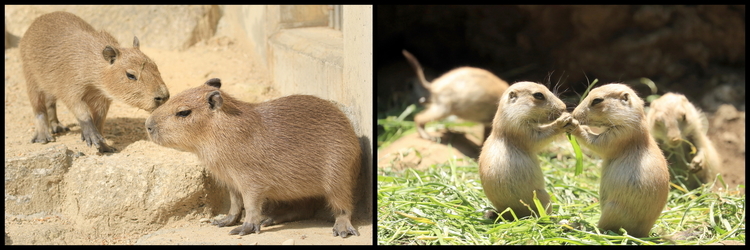 動物園2-25s カピバラ、プレーリードッグ.JPG