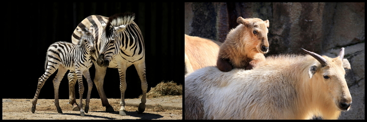 動物園2-26s シマウマ、ゴールデンターキン.JPG