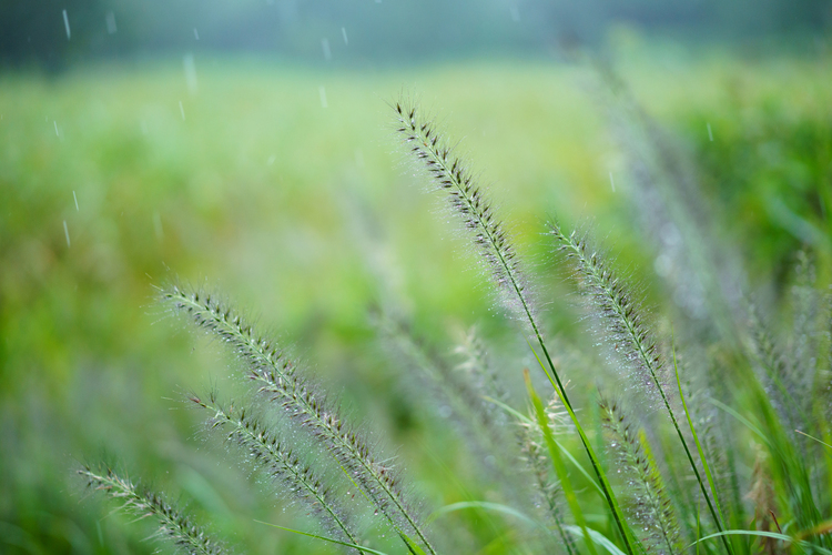 天候を味方に！条件を生かす撮影法｜その2：雨天編12.JPG