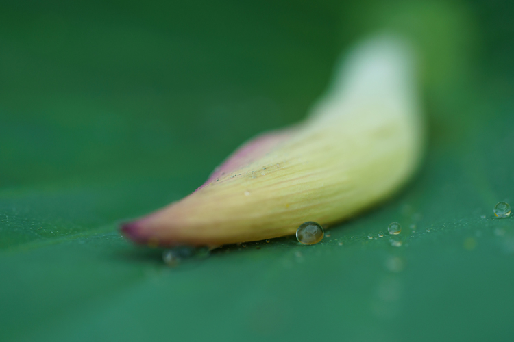 天候を味方に！条件を生かす撮影法｜その2：雨天編6.JPG