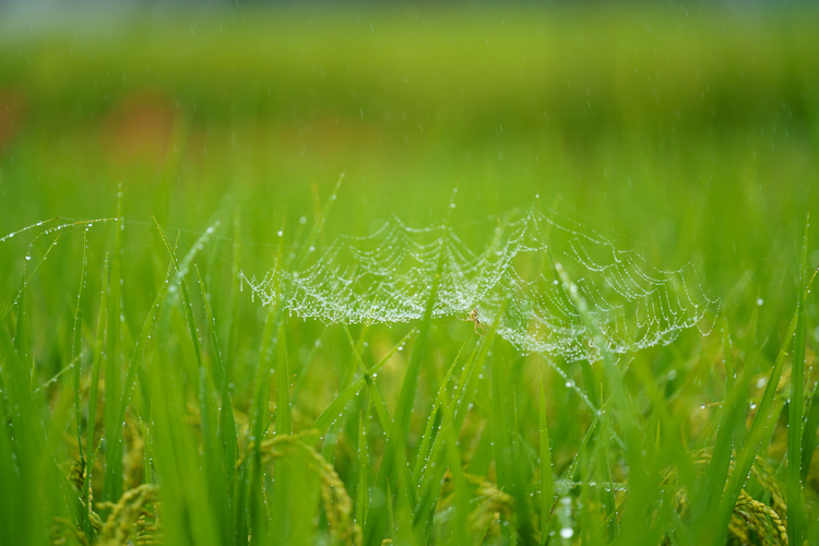 天候を味方に！条件を生かす撮影法｜その2：雨天編7.JPG