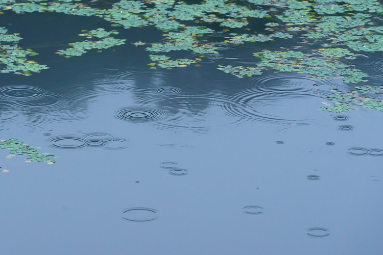 天候を味方に！条件を生かす撮影法｜その2：雨天編9.JPG