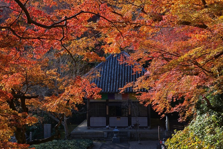 奈良の紅葉を撮影した写真.JPG