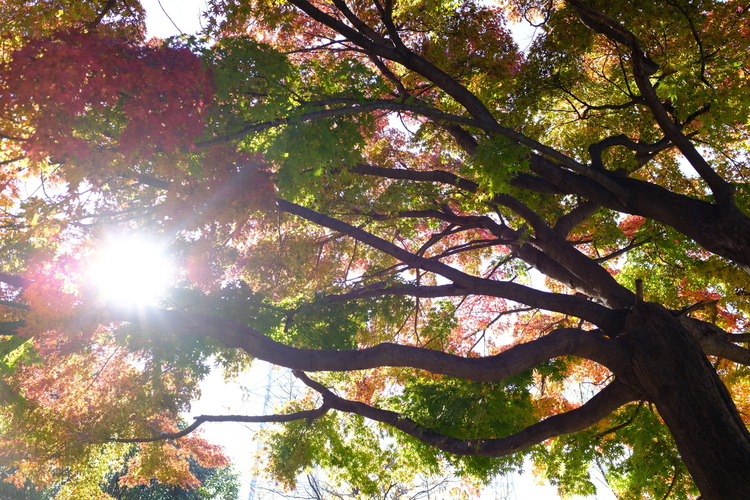 普段使用の逆光で紅葉を撮影した写真.JPG