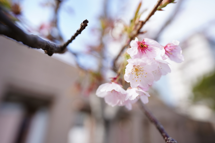 桜を撮影した写真.JPG