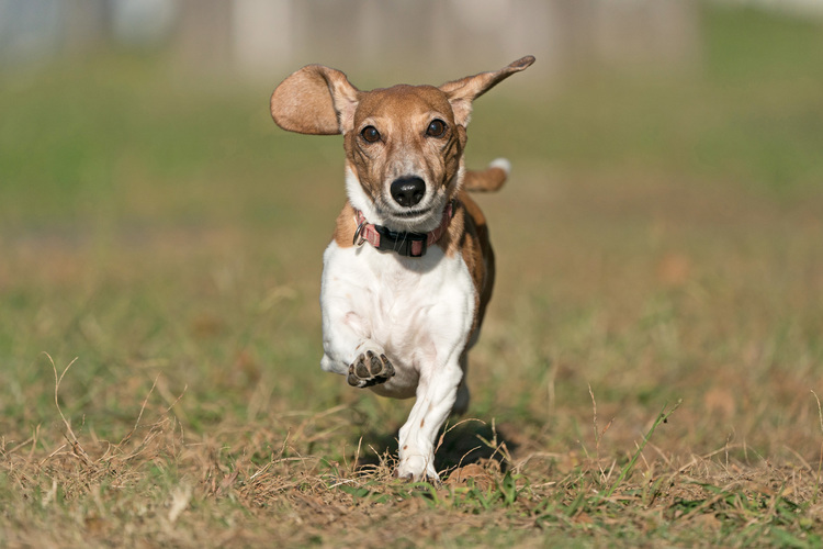 犬の撮影テクニックを紹介する画像.JPG