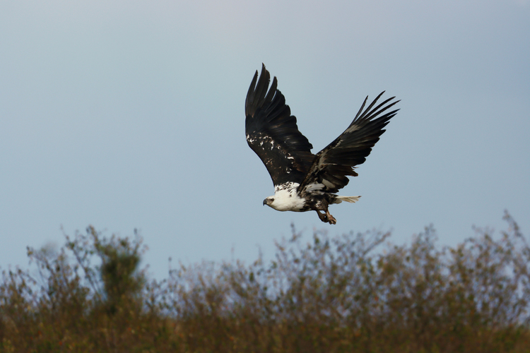 空を飛ぶ鳥の画像.jpg