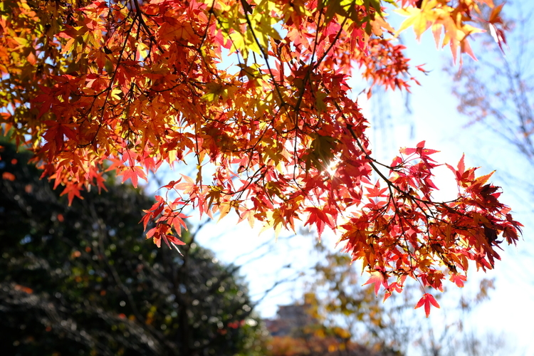 逆光で赤紅葉を撮影した写真.JPG