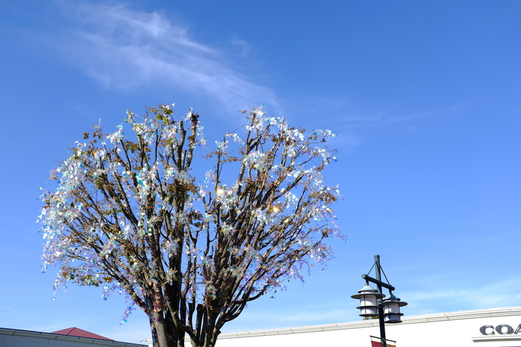 青空と木を撮影した写真.JPG