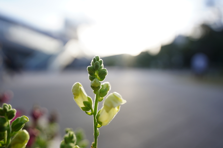 F1.8で逆光を撮影した写真.JPG