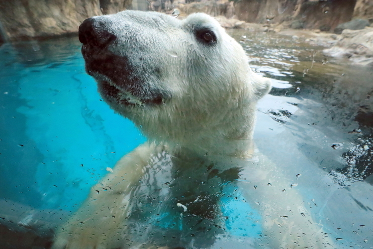 動物園作例14