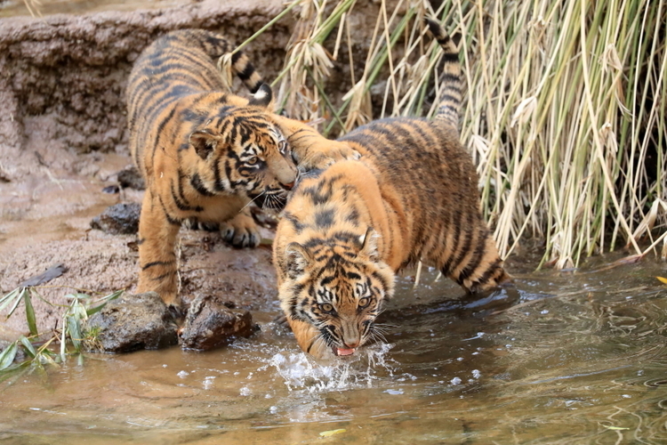 動物園作例15