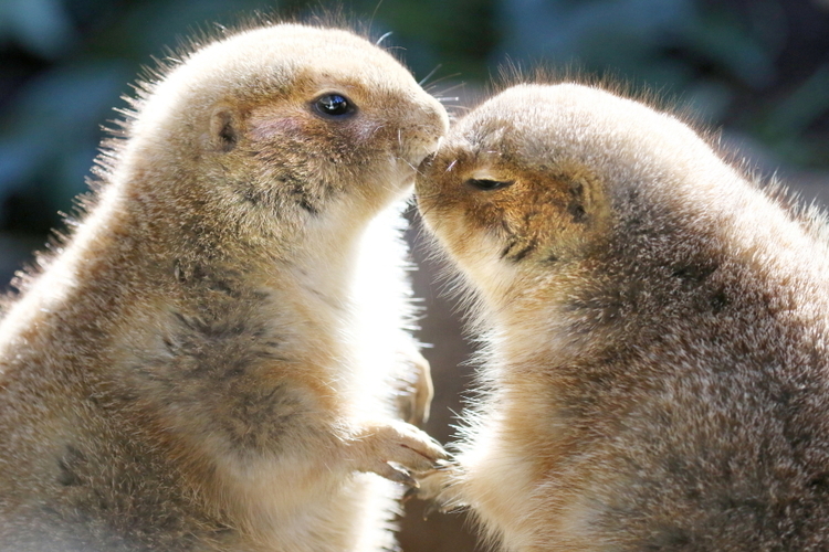 動物園作例16