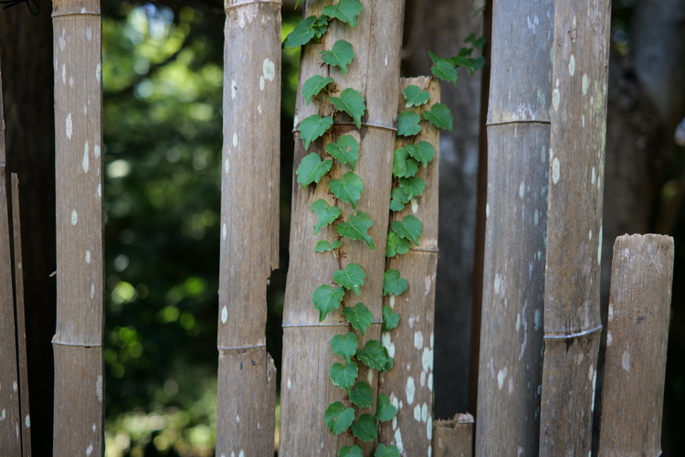 LUMIX S 24mm F1.8作例 (3).JPG