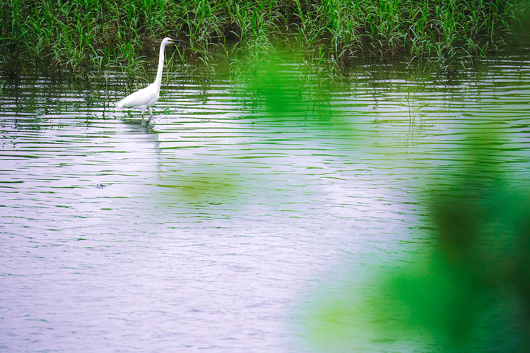 TAMRON 150－500F5-6.7DiⅢ VC VXDの作例010.jpg