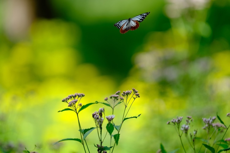 X-T3XF200mm.jpg