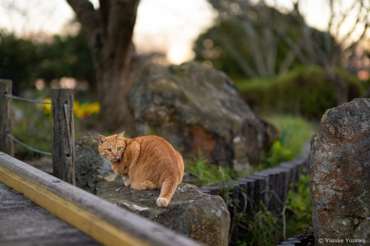 XF50mmF1.0 R WRレビュー５.jpg